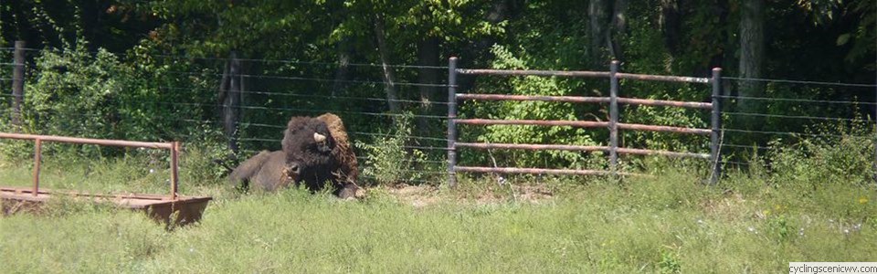 Buffalo 