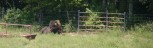 Buffalo 