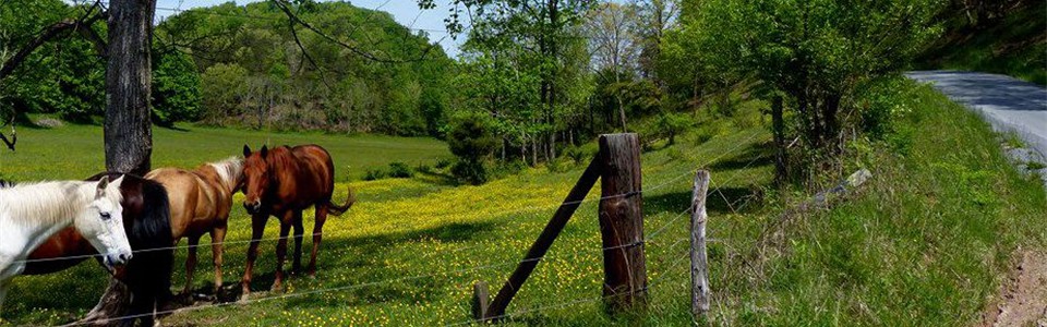Blue Lick Creek, 25/5