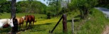 Blue Lick Creek, 25/5